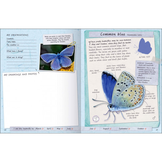 Miles Kelly - Handbook, Butterflies And Moths