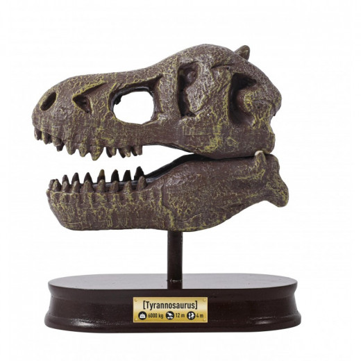 جمجمة الديناصور ، التيناصور من بوكي